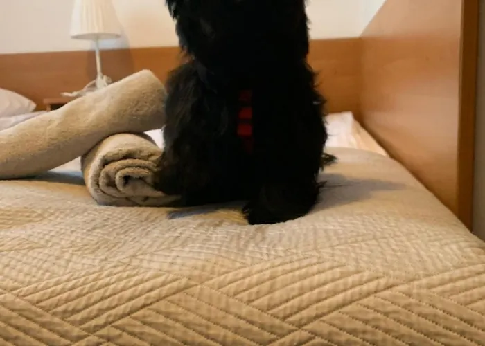 Melodia 게스트하우스 *